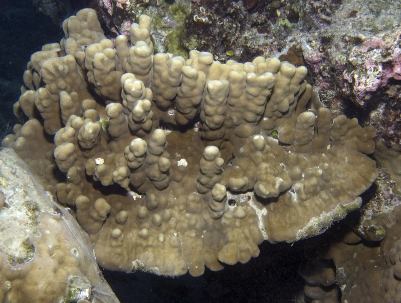 Porites australiensis